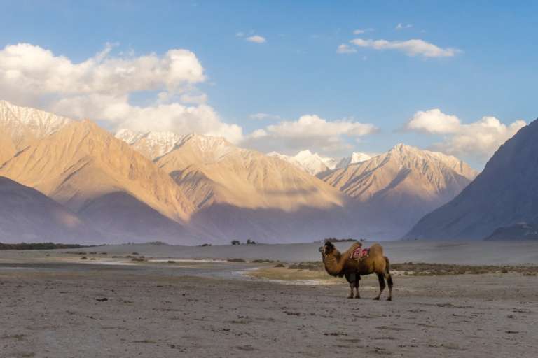 Amazing Things to do in Nubra Valley for Thrill Lovers