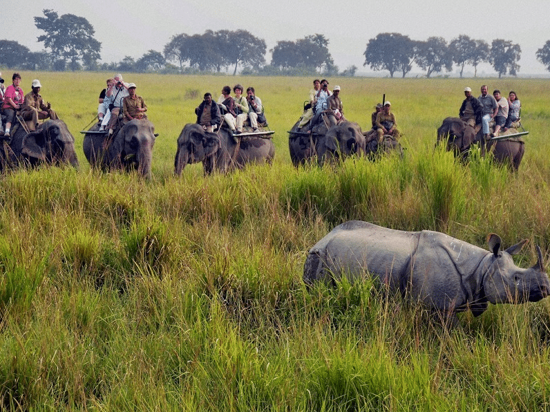 kaziranga elephant safari